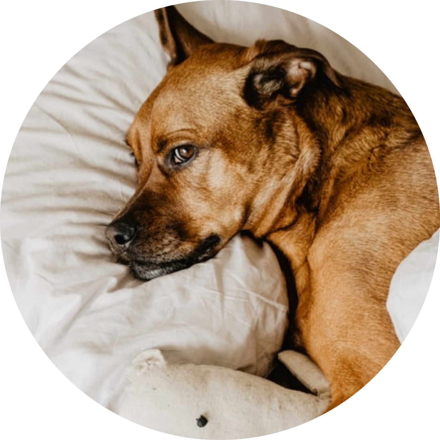 Dam Whelp  Temperature​