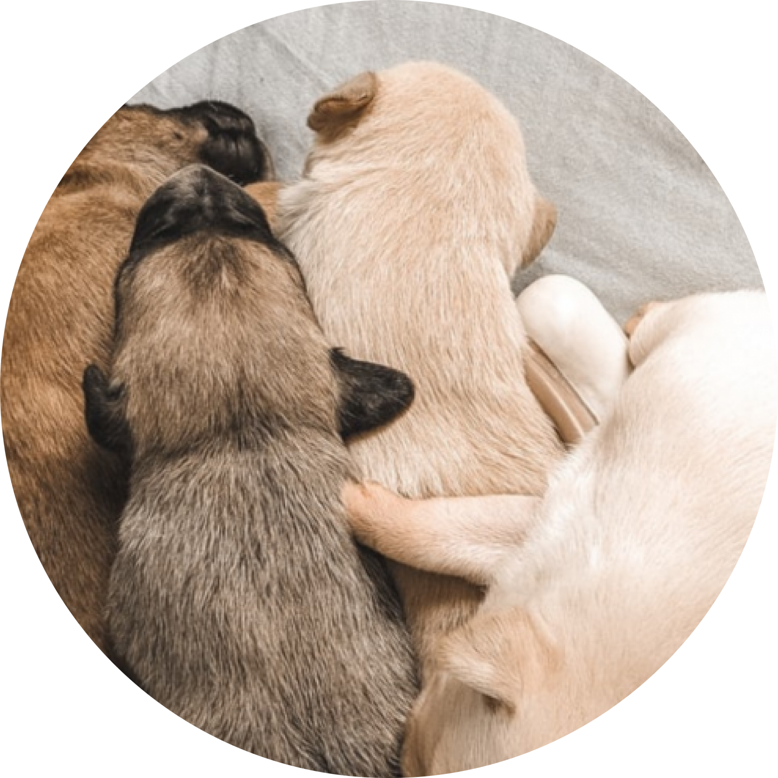 Puppy Birthing  Whelping