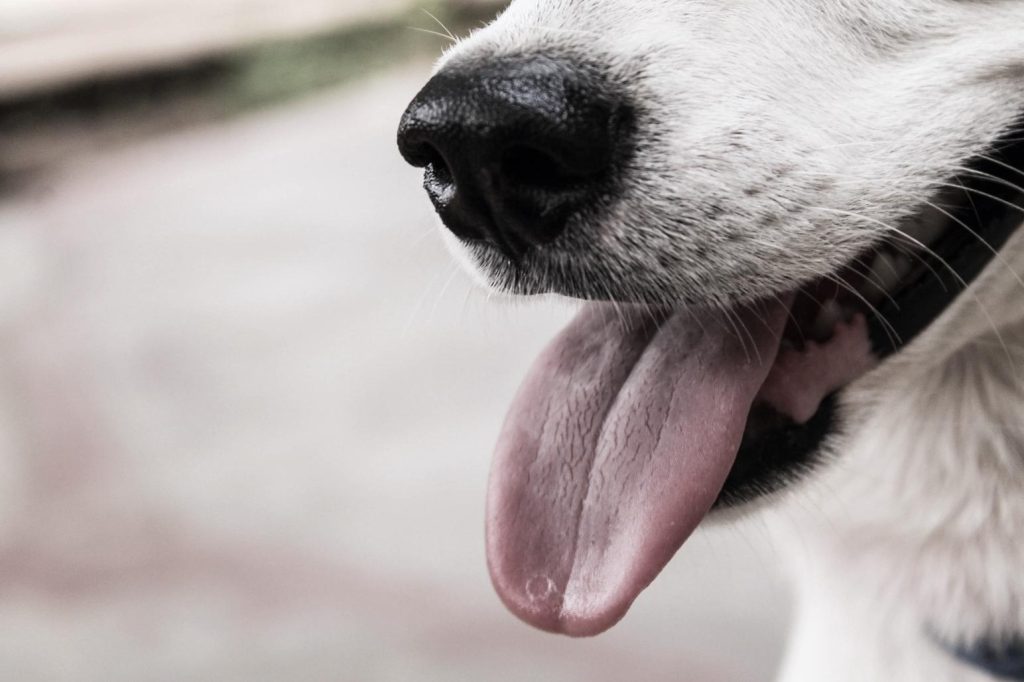 pexels sibi mathew 1080355