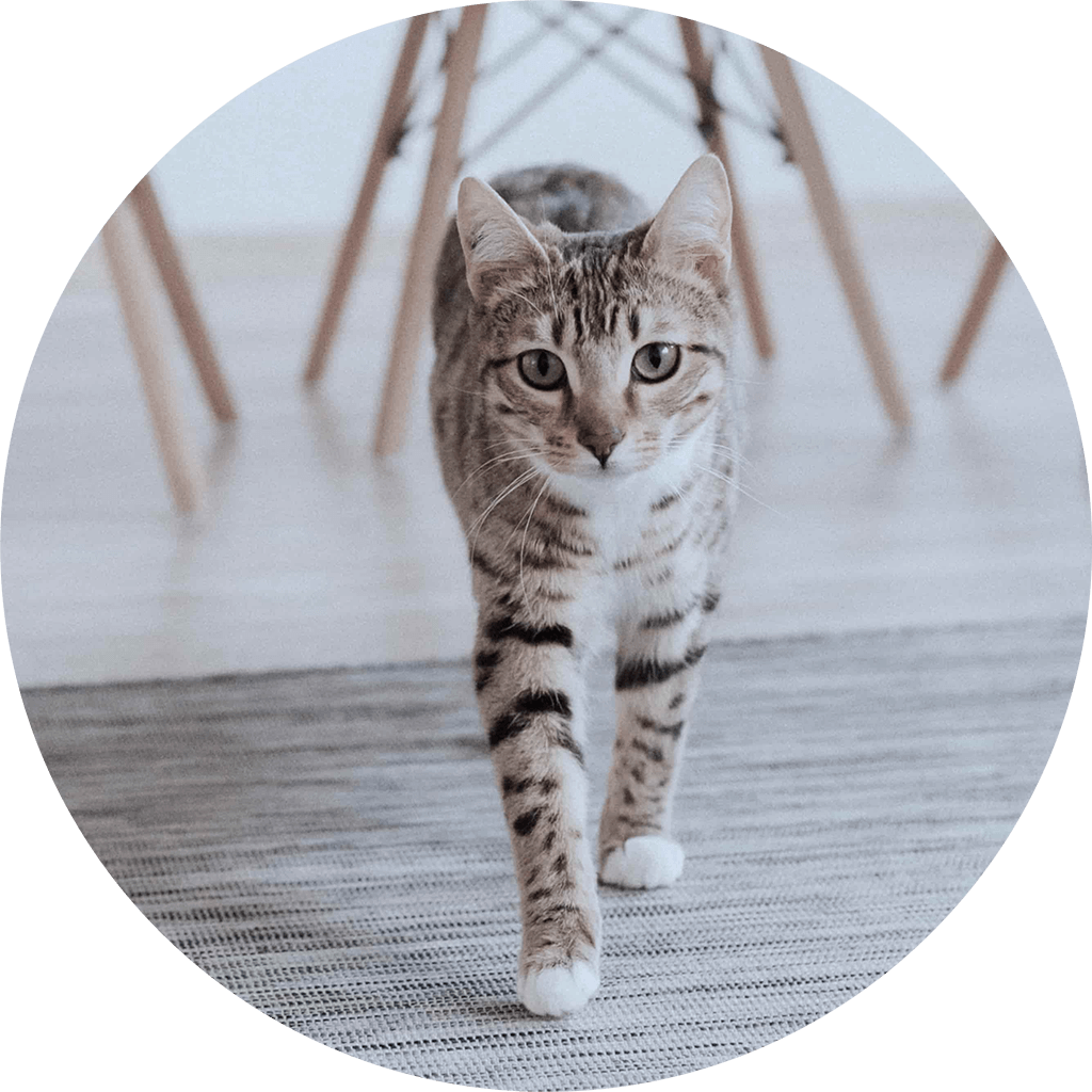 Kitten Socialisation