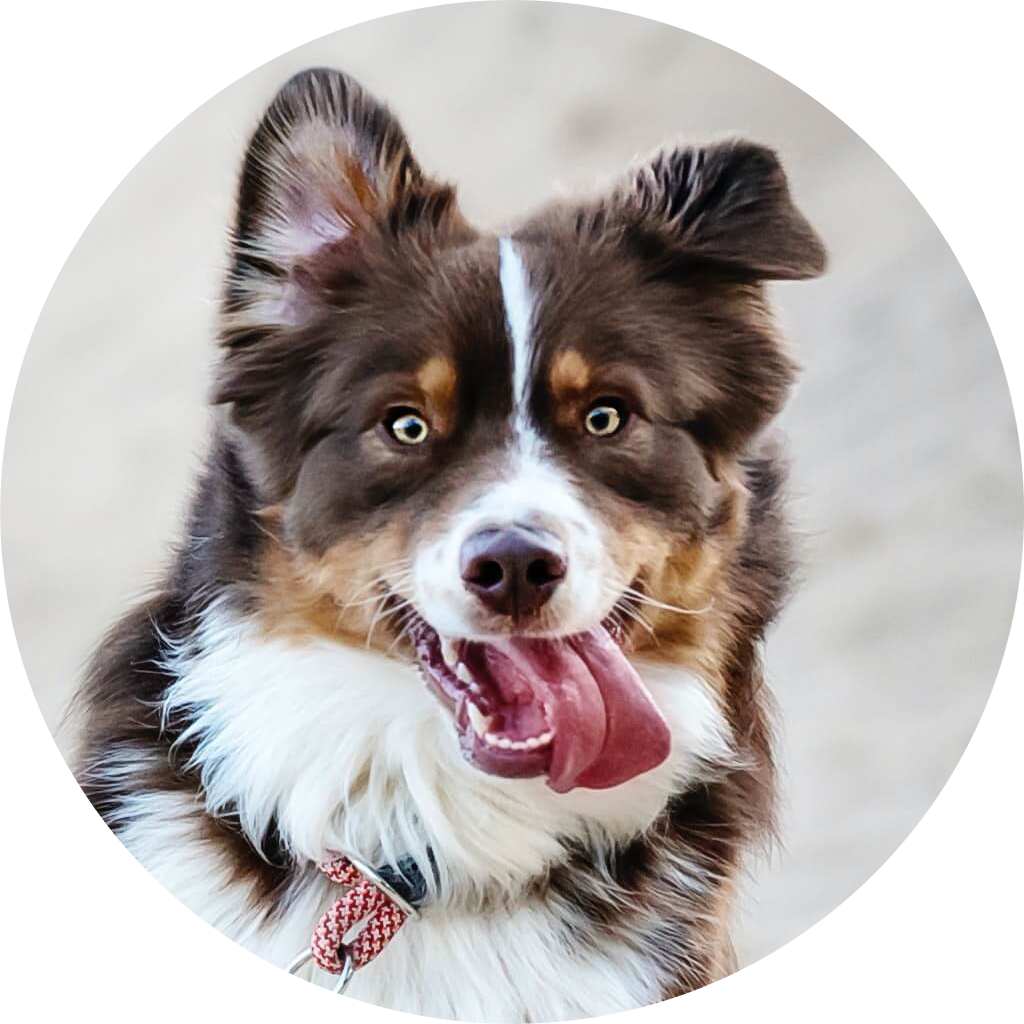 Post Mating Dog Stud