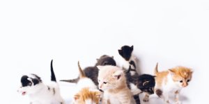kittens