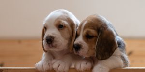 two puppies in crate