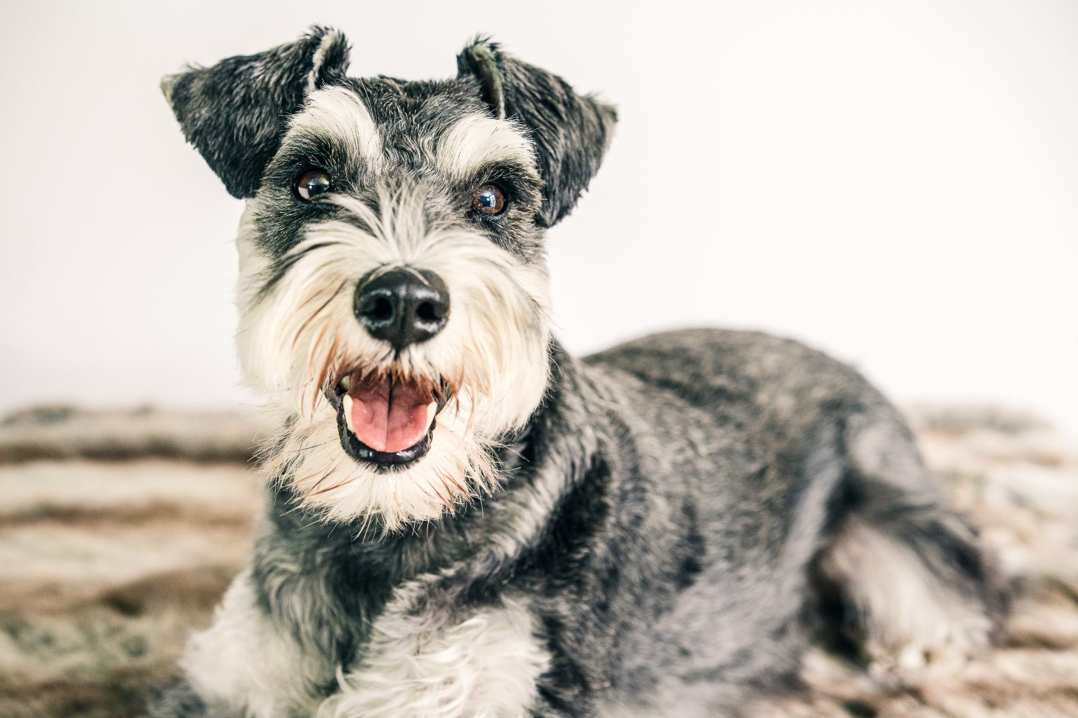 Miniature Schnauzer Breed Guide Responsible Pet Breeders