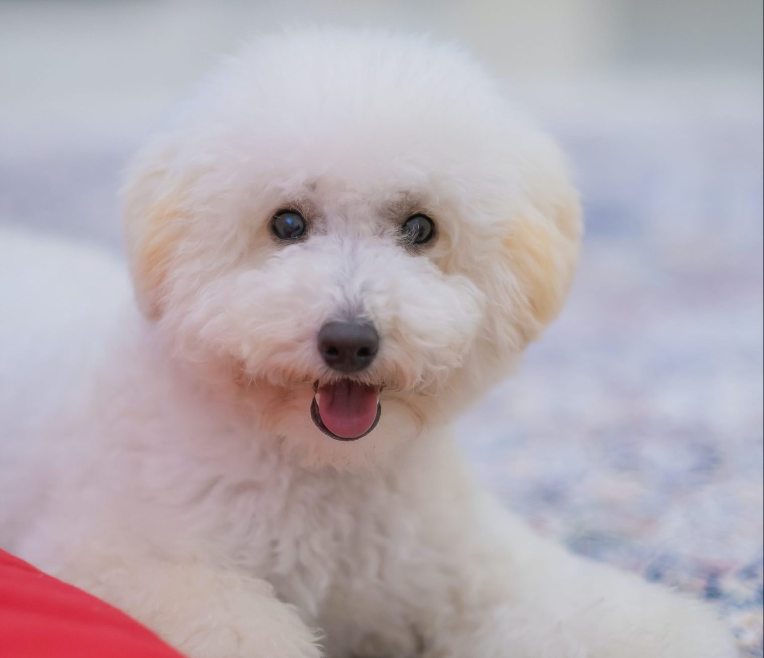 Bichon Frise Breed Guide Responsible Pet Breeders Australia