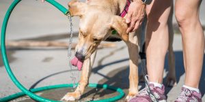 dog drinking water from hose