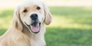 golden retriever against nature background