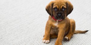 german shepherd puppy against white background