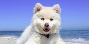 white american eskimo puppy on beach