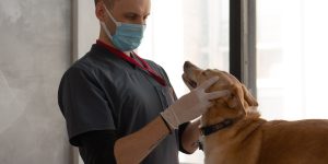 veterinarian inspecting dog