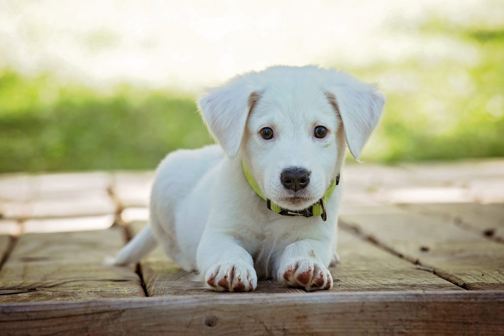 puppy on ground
