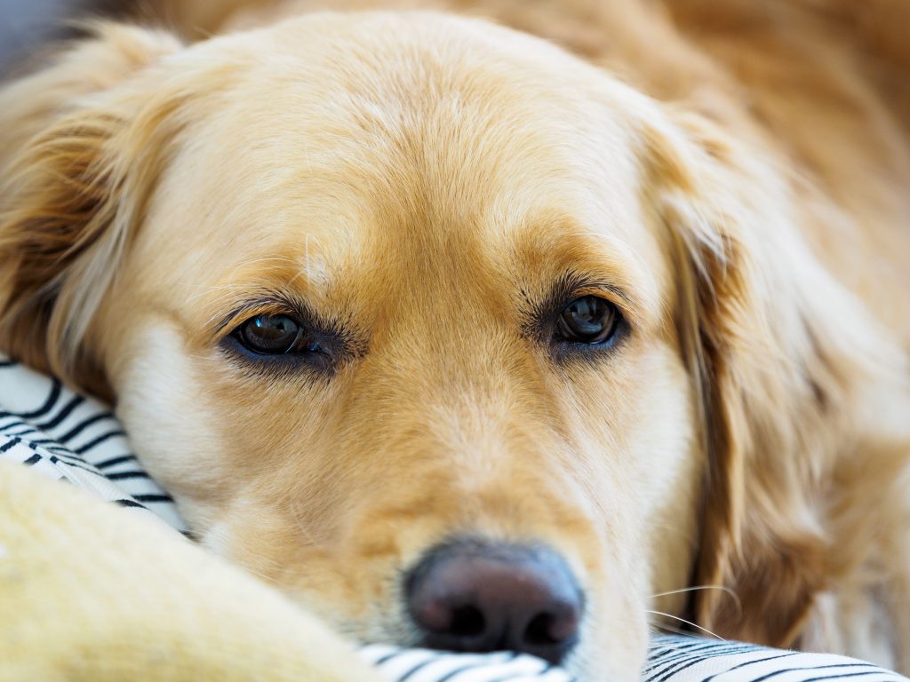labrador lying down
