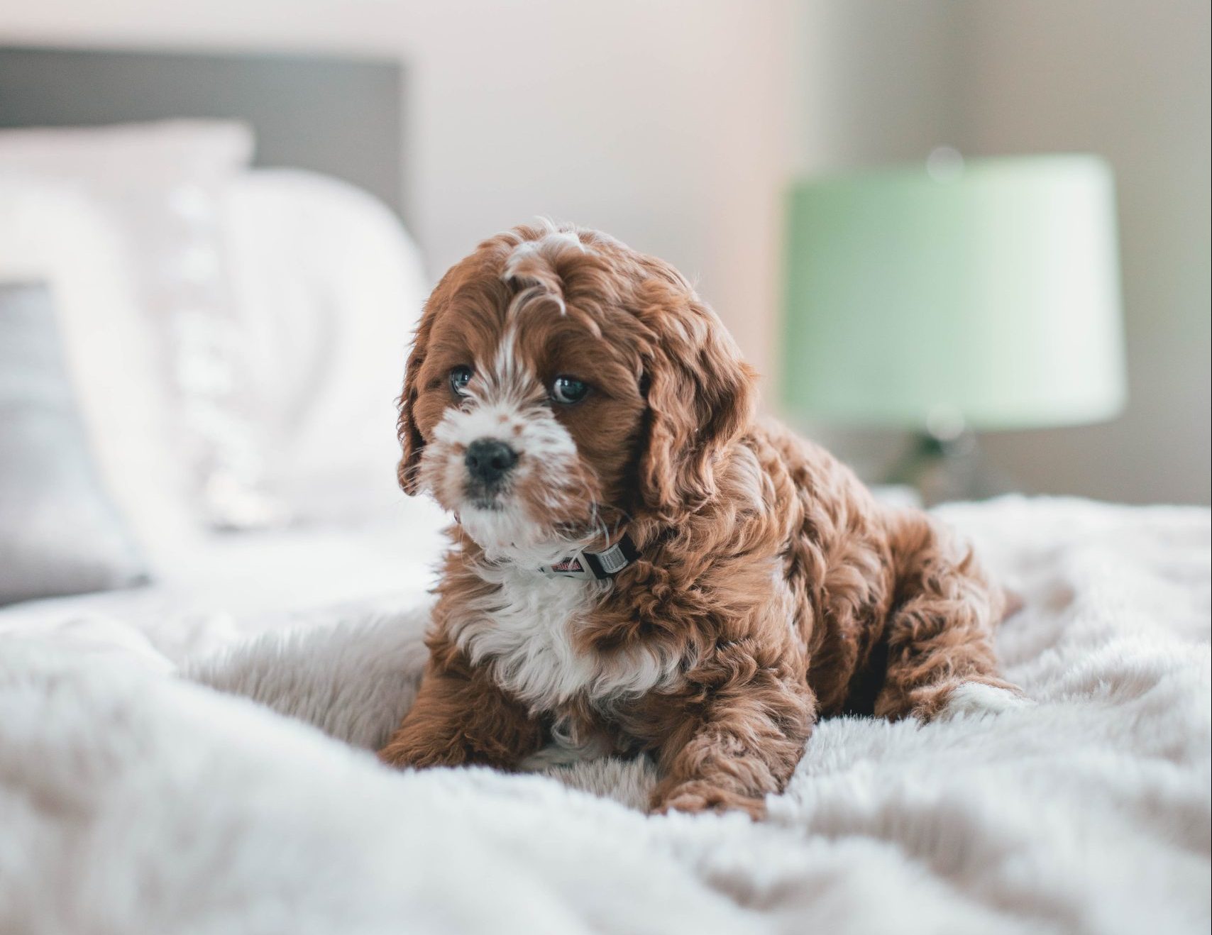 Cavoodle Breed Guide Responsible Pet Breeders Australia