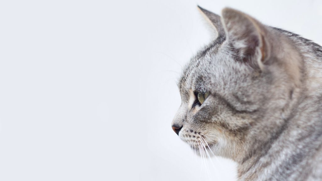 grey cat white background