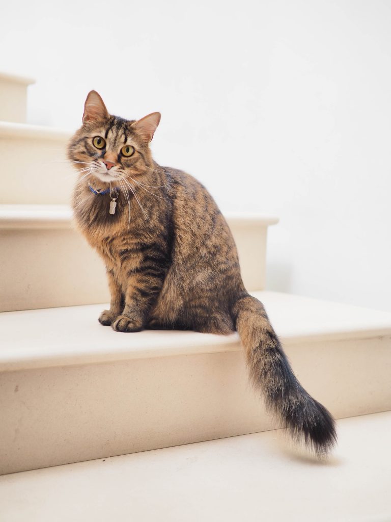tabby cat on stairs