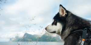 malamutecharacteristics