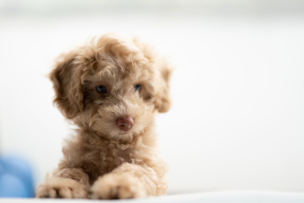 cavoodle against white background