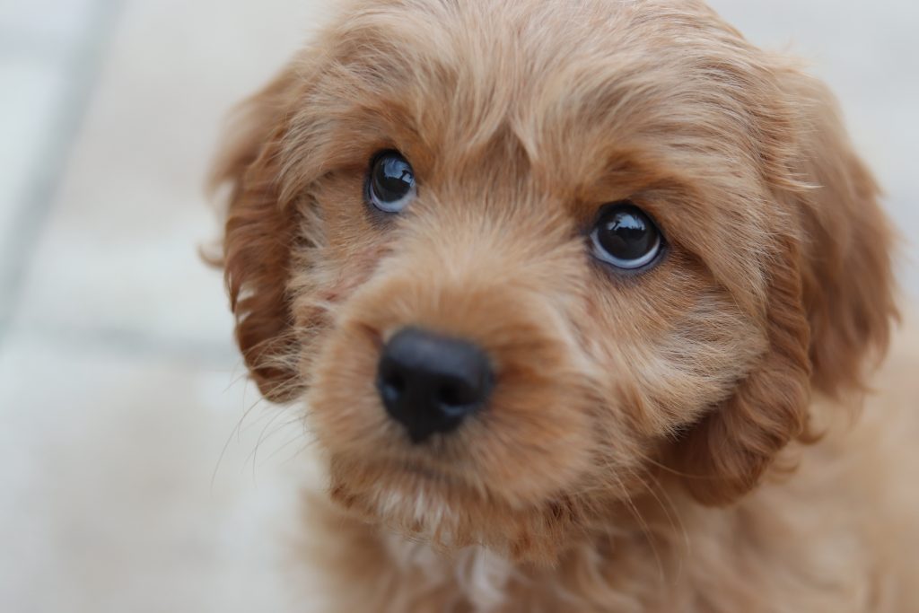 cavapoo against blurry background