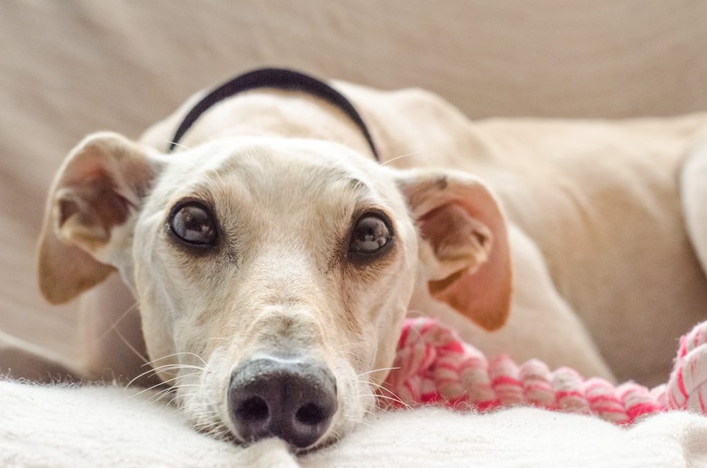 dog false pregnancy