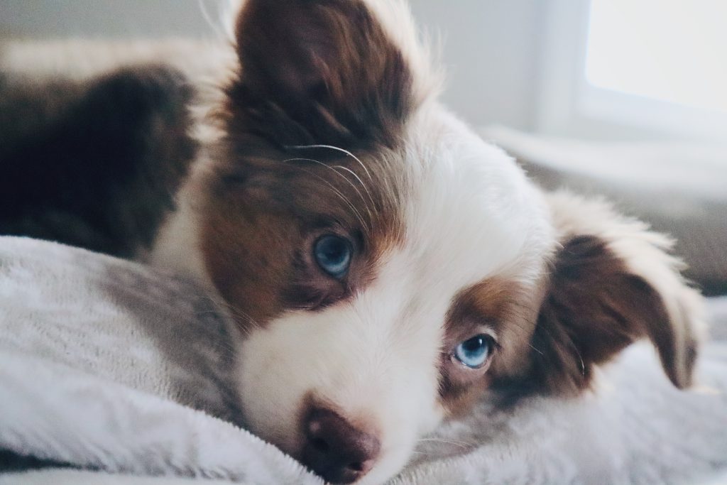 calm australian shepherd staring