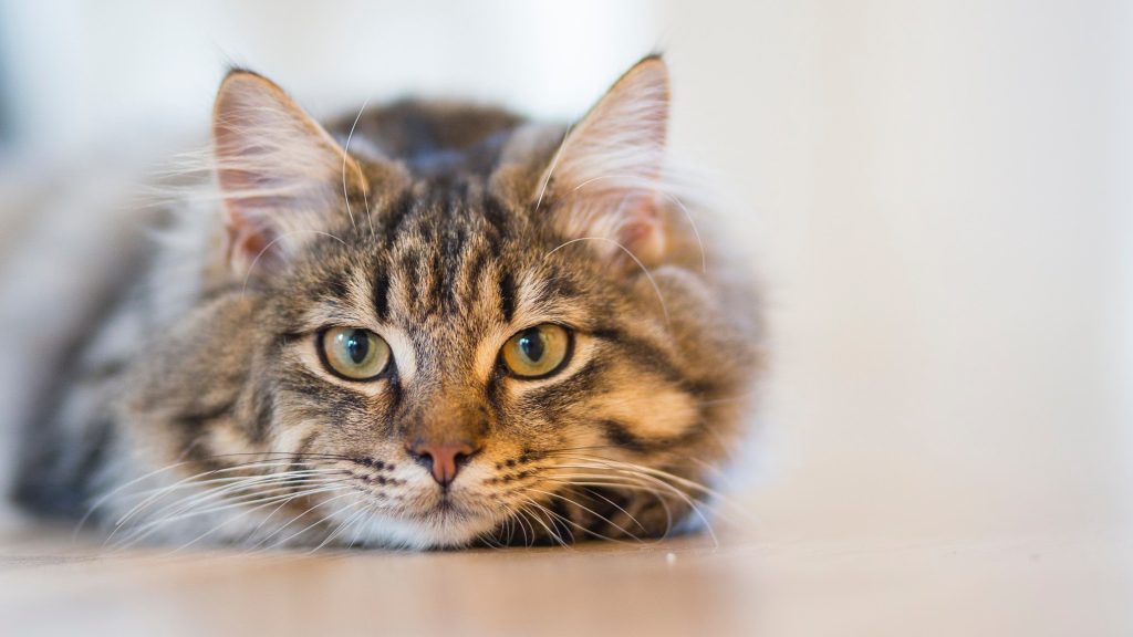 cat chilling