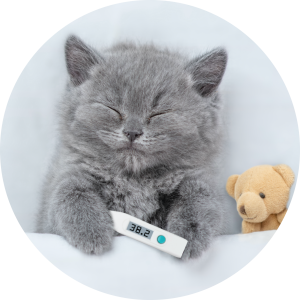 cat3 5 300x300 1 1 1