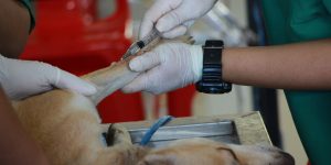 dog getting injection