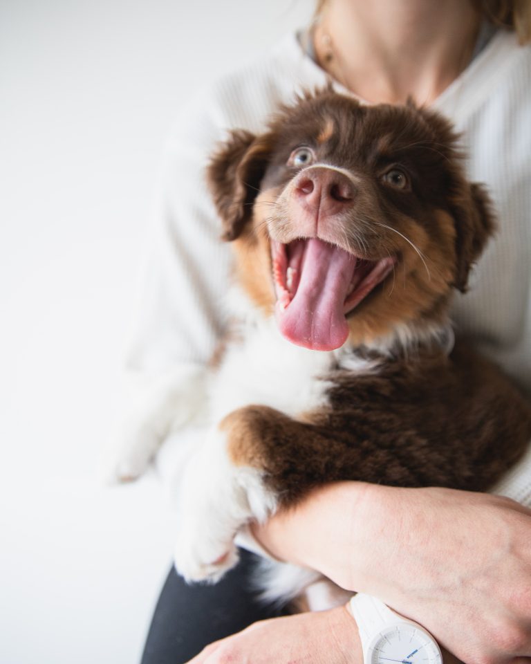 happy dog