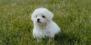 breeder handbook