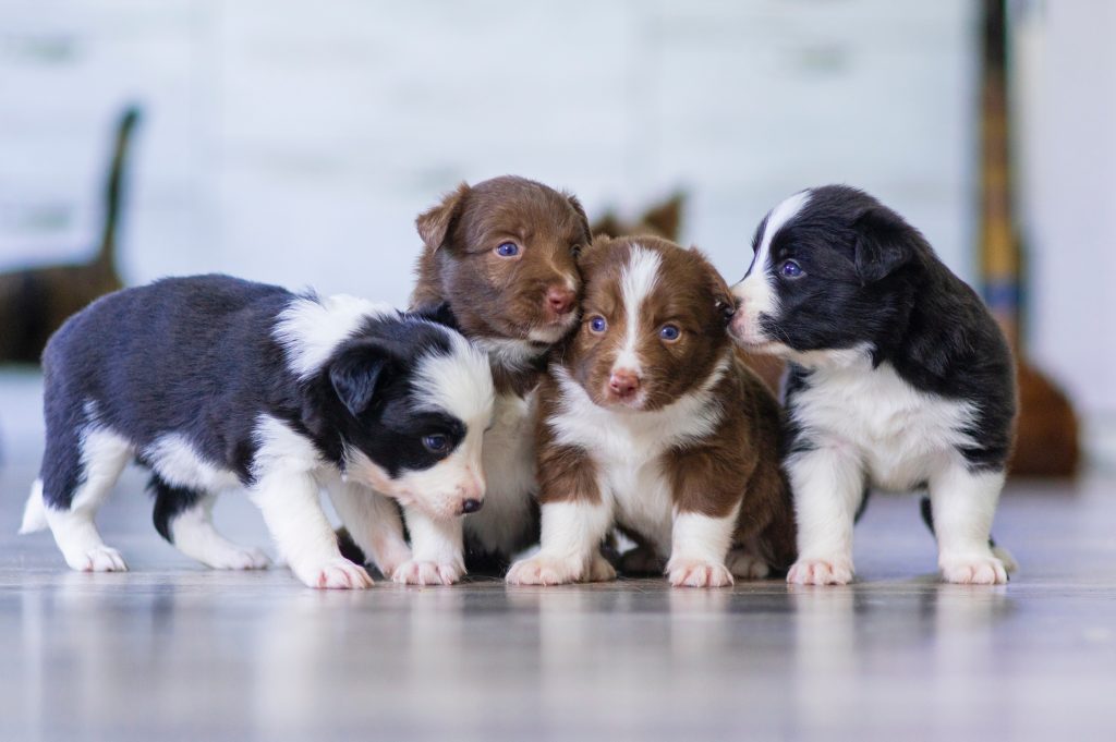 puppies on floor
