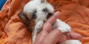 small shih tzu puppy
