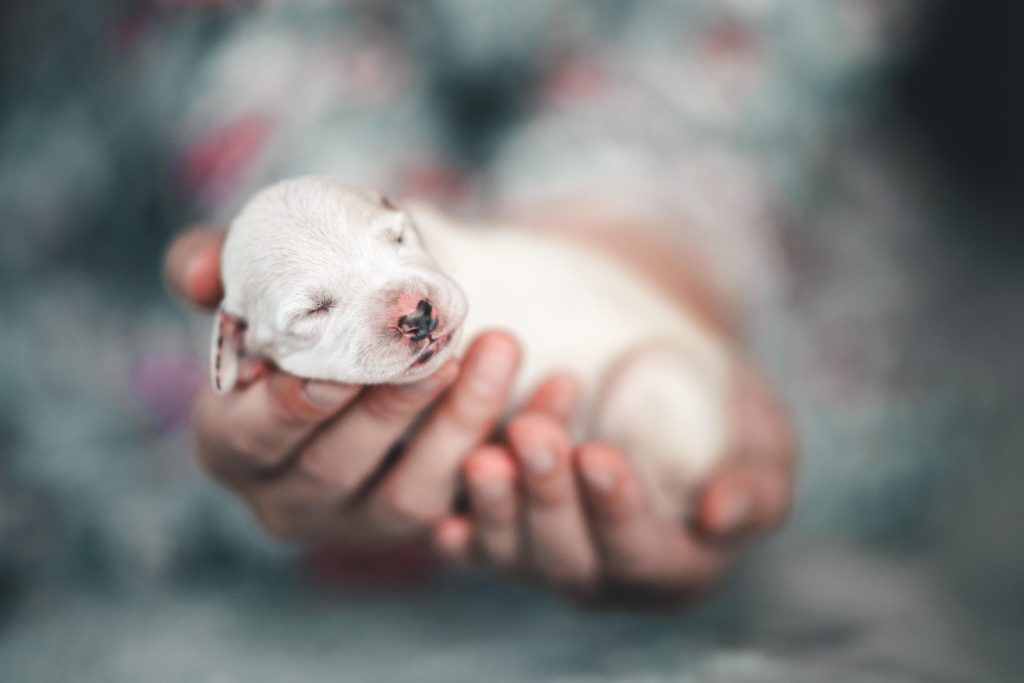 newborn white puppy