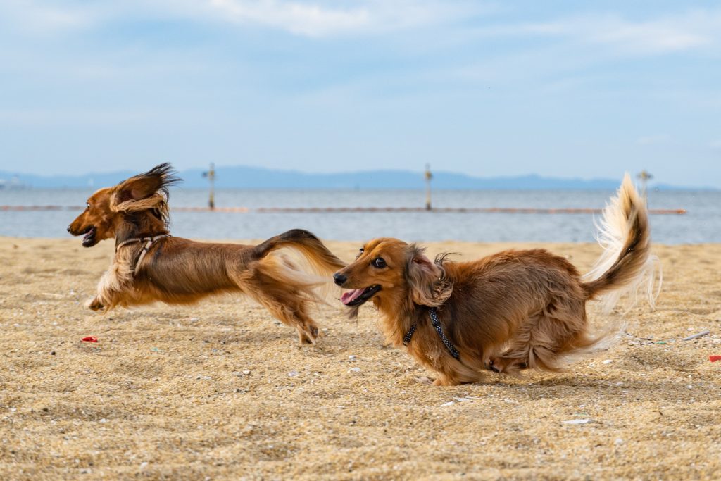two dachshunds running on the beach