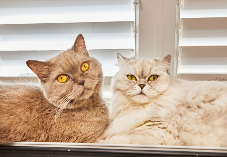 What Is a cat Stud?​