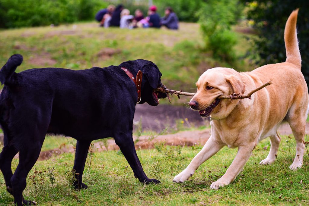 Understanding the dog Responsibility​