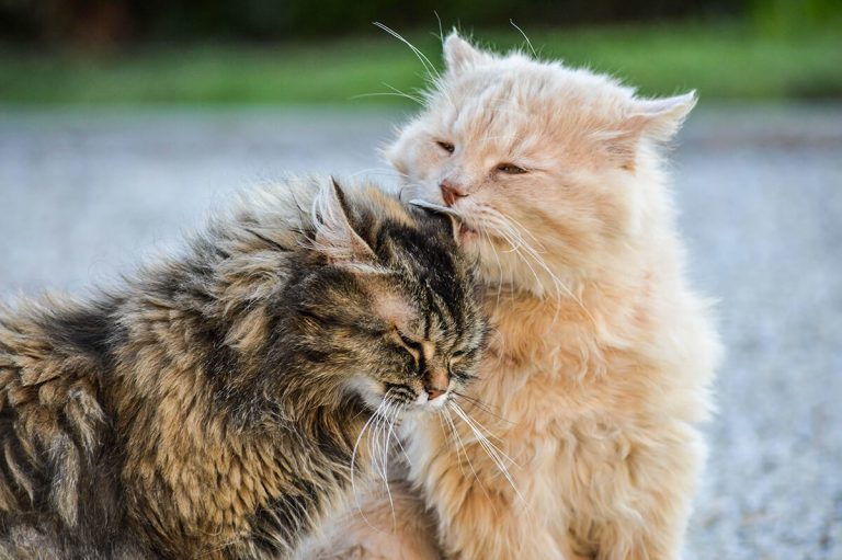 What Is a cat Stud?​