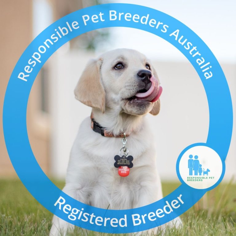 Dog with RPBA picture frame