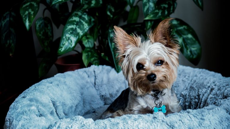 yorkie in blue dog bed