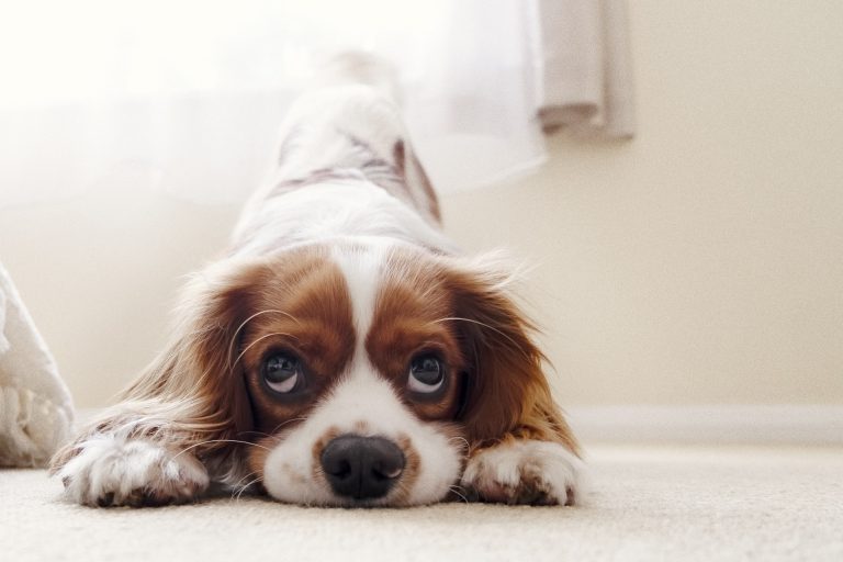 cavalier king charles spaniel playful