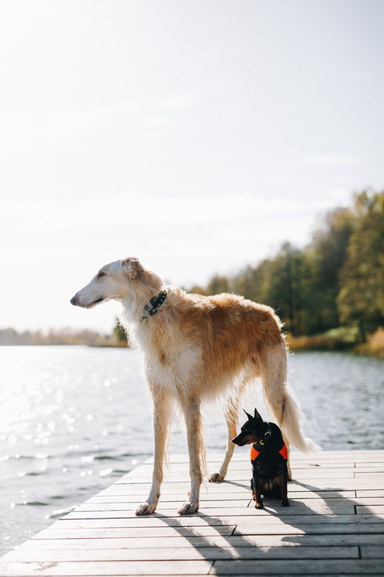karolina wv mFKVMvBlVGw unsplash