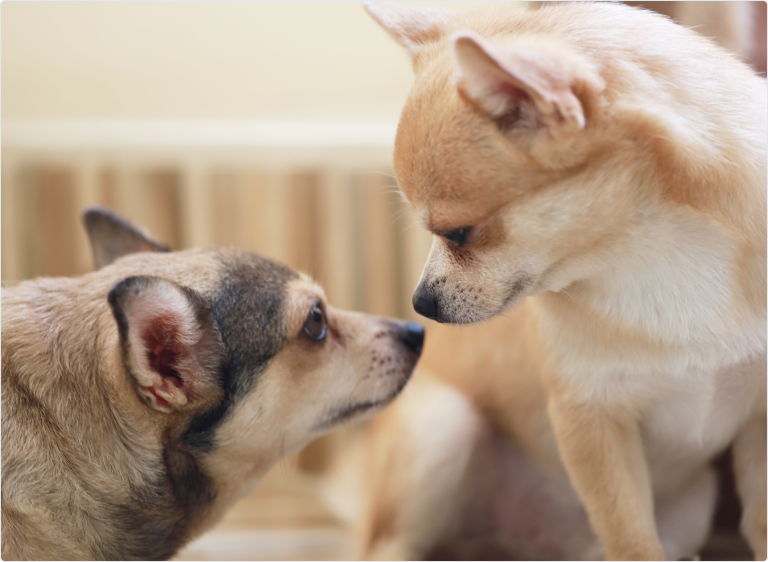 dogs staring at each other
