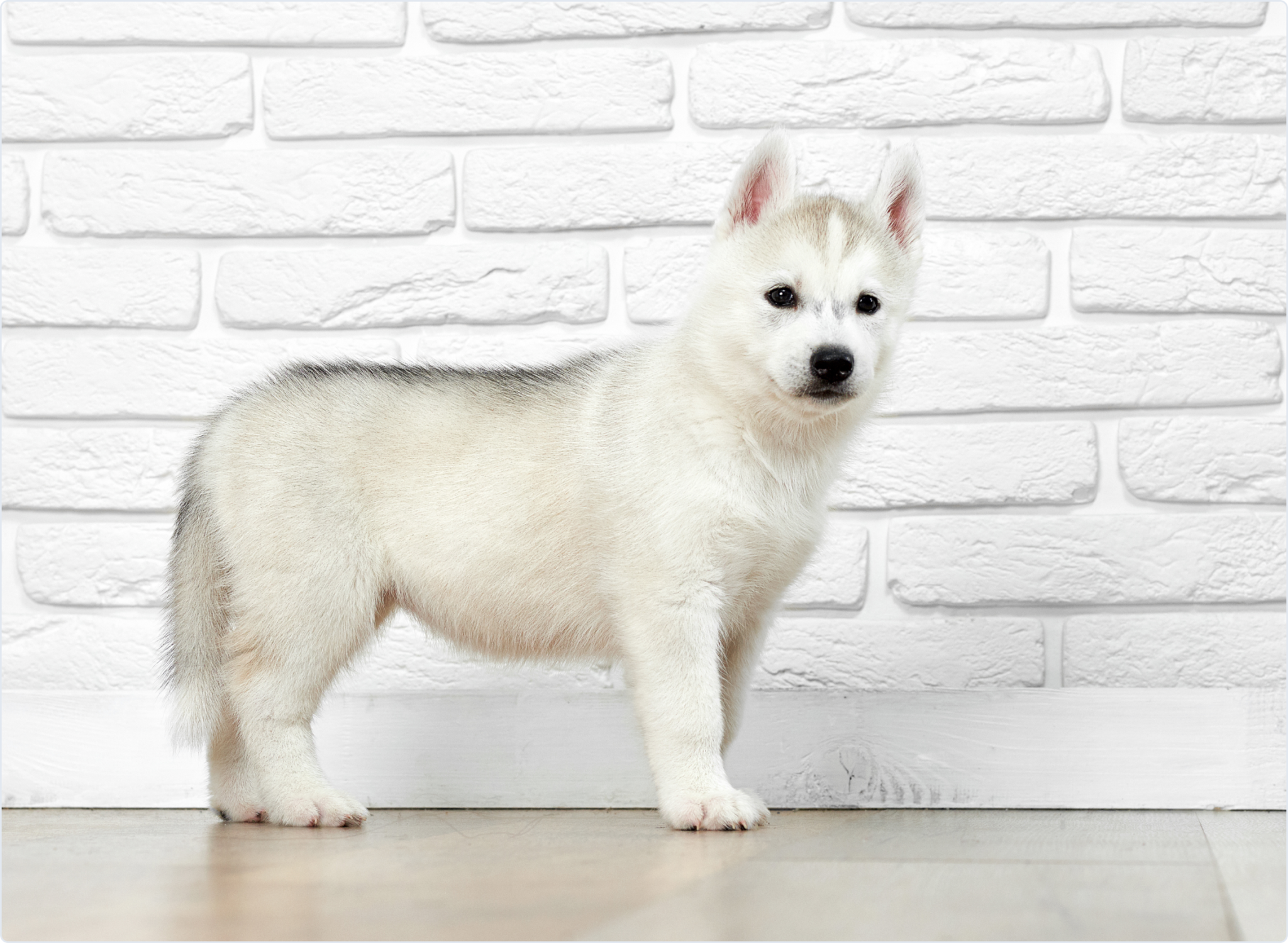 8 Weeks Puppies - Responsible Pet Breeders