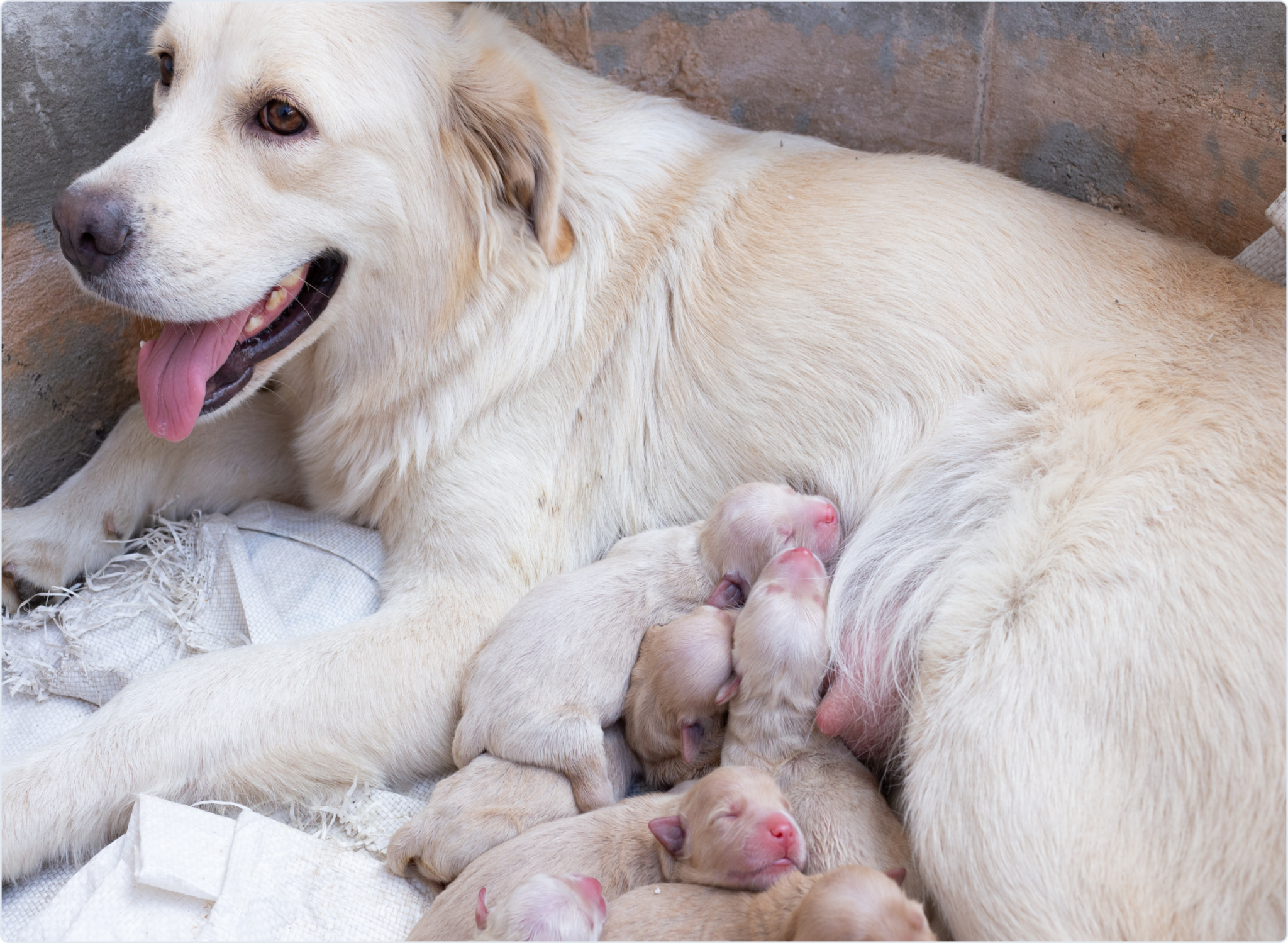 8 Weeks Puppies - Responsible Pet Breeders