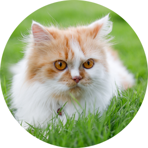 cat3 5 300x300 1 2 300x300 cat