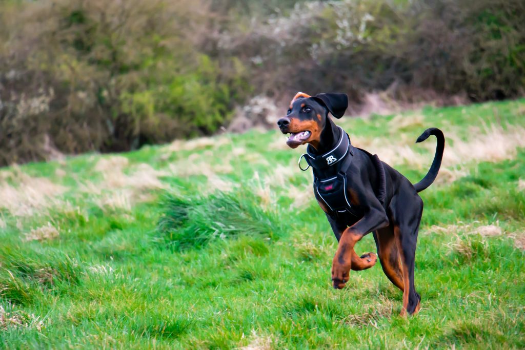 8 Top Guard Dog Breeds 1 dobermanrunning