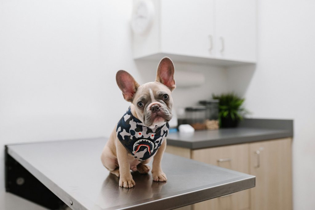 The Legal Aspects of Microchipping 1 frenchievet