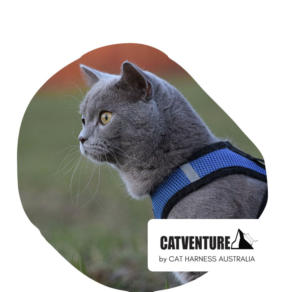Cat Harness Australia Discount