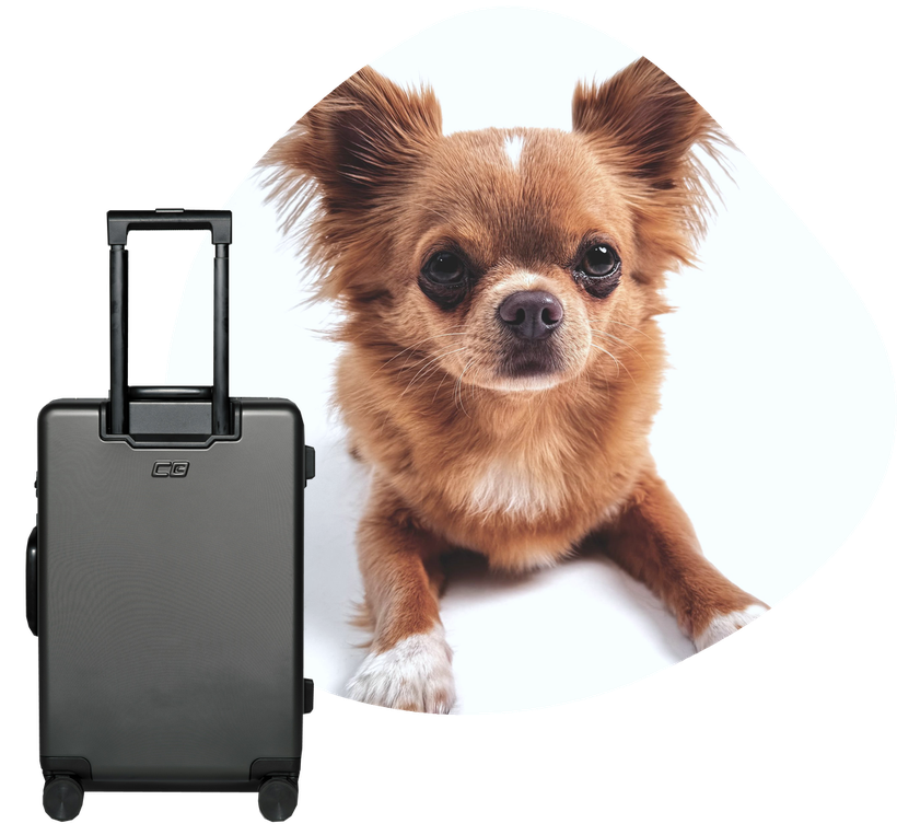 Why Dogtainers™