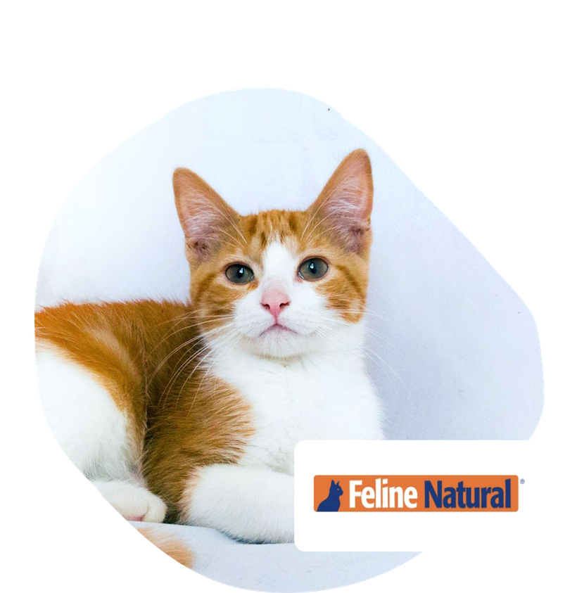 feline natural discount