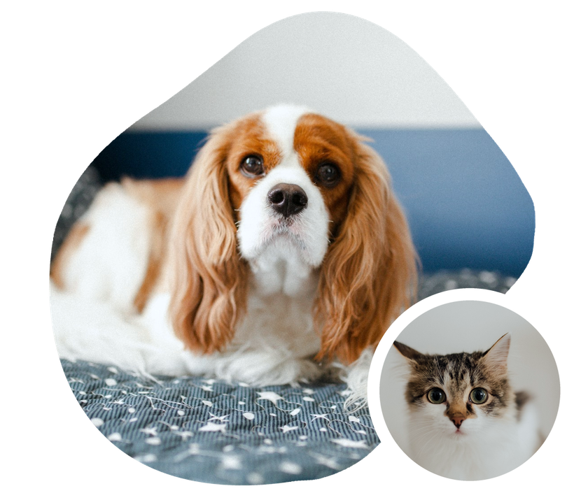 Why Pet Circle
